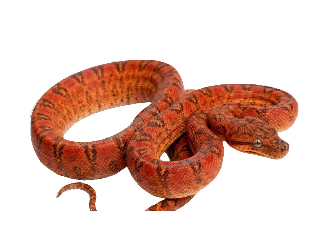 Amazon Tree Boa (Corallus hortulana) transparent cutout