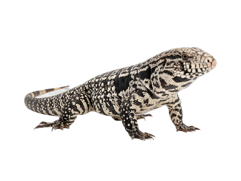 Argentine Black and White Tegu (Salvator merianae) transparent cutout