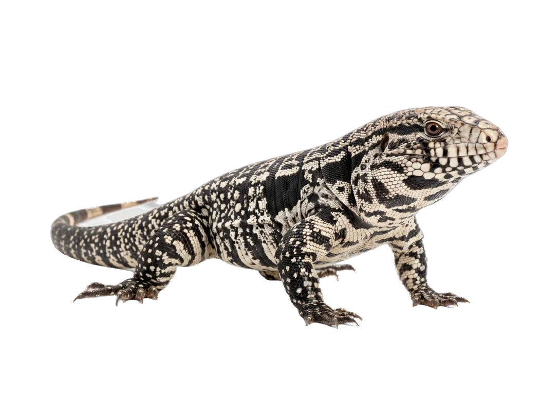 Argentine Black and White Tegu (Salvator merianae) transparent cutout