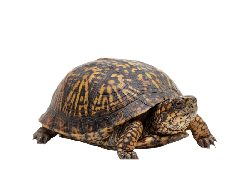 Box Turtle (Terrapene carolina) transparent cutout