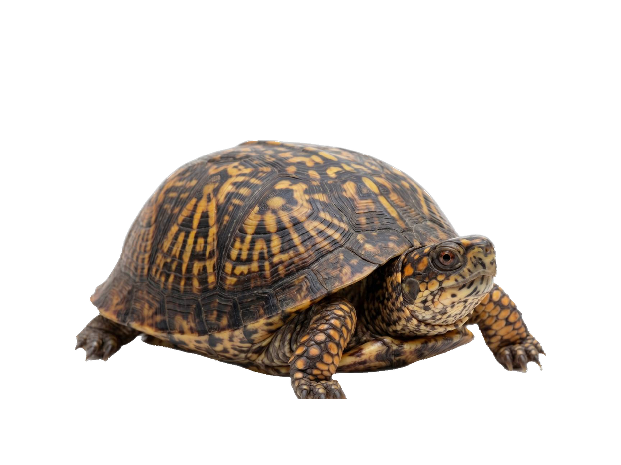 Box Turtle (Terrapene carolina) transparent cutout