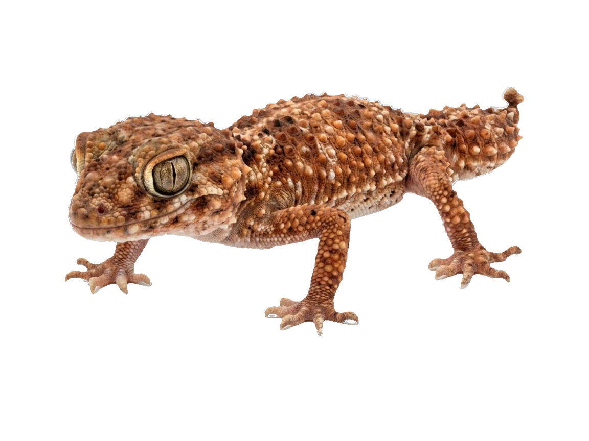 Knob-Tailed Gecko (Nephrurus amyae) transparent cutout