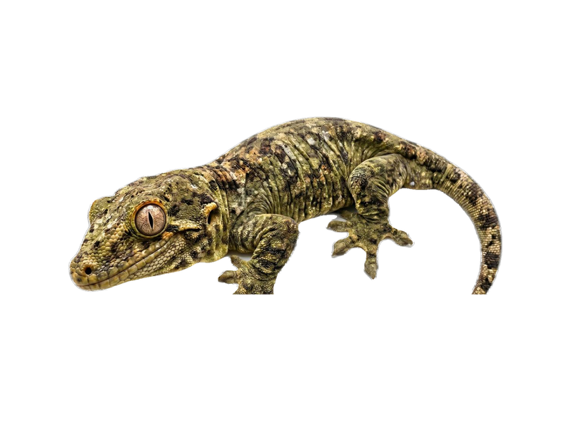 Leachianus Gecko (Rhacodactylus leachianus) transparent cutout