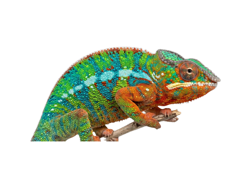 Panther Chameleon (Furcifer pardalis) transparent cutout