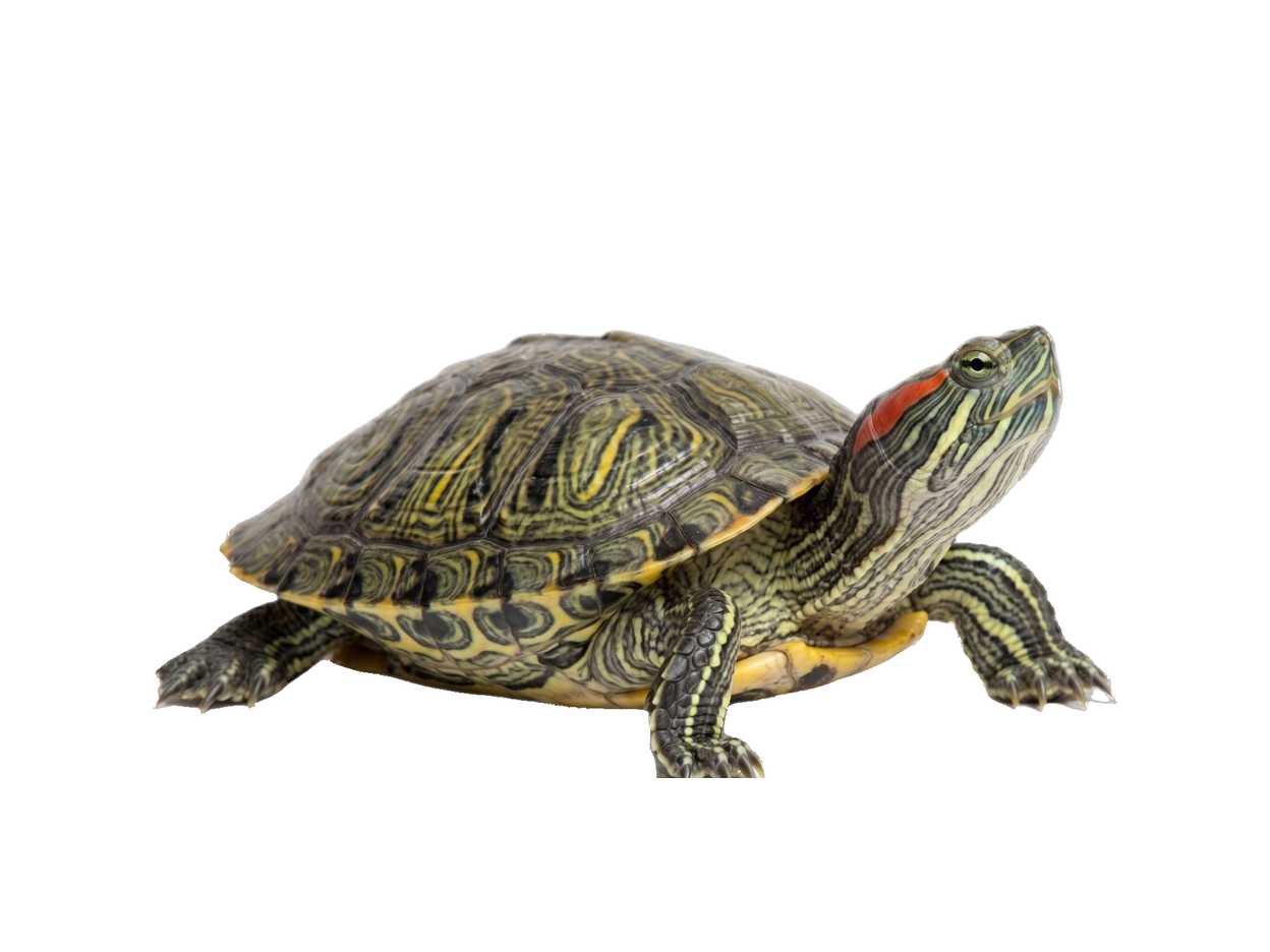 Red-Eared Slider (Trachemys scripta elegans) transparent cutout