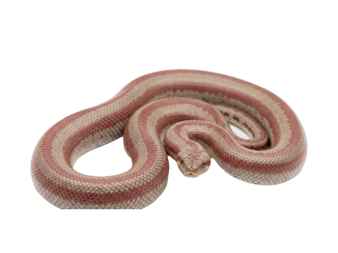 Rosy Boa (Lichanura trivirgata) transparent cutout