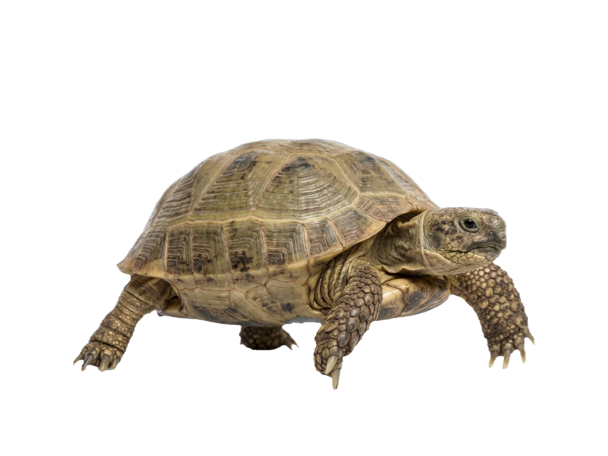 Russian Tortoise (Agrionemys horsfieldii) transparent cutout