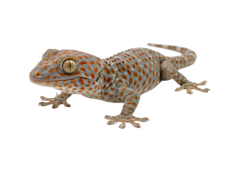Tokay Gecko (Gekko gecko) transparent cutout