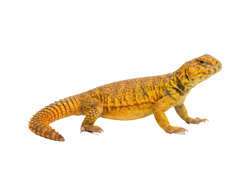 Uromastyx (Uromastyx geyri) transparent cutout